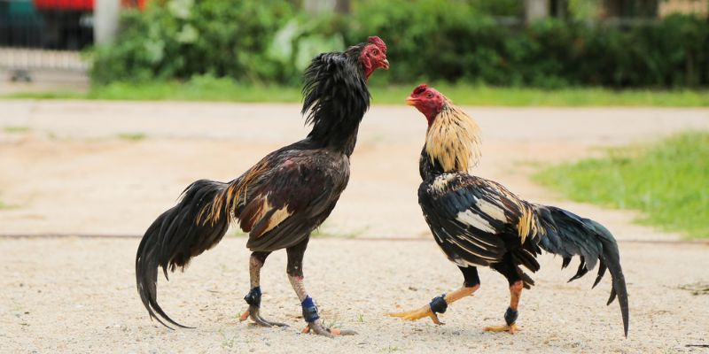 Nạp thêm carbo cho gà đá tăng năng lượng